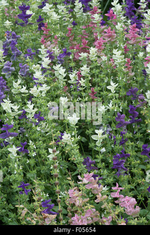 Salvia viridis . La sauge sclarée annuel . Feuilles de sauge peint Banque D'Images