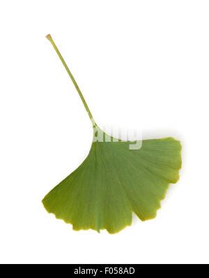 Le Ginkgo biloba, Ginkgonadel, Tau, Tautropfen, Banque D'Images