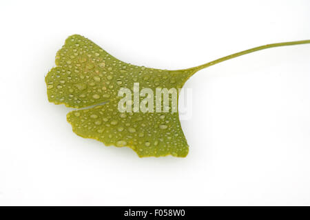 Le Ginkgo biloba, Ginkgonadel, Tau, Tautropfen, Regentropfen, Banque D'Images