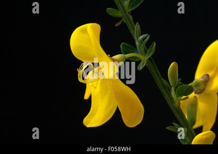 Cytisus scoparius Ginster ; ; ; Banque D'Images