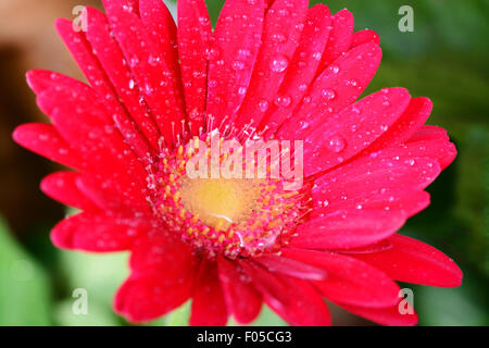 Plan macro sur une fleur rouge avec de l'eau gouttes Banque D'Images