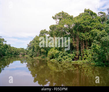 Jungle sur les rives du Rio Preguiças. Lençóis Maranhenses, le Brésil. Banque D'Images