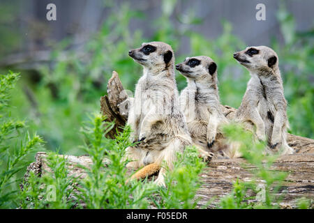 Meerkat (Suricata suricatta) garder Lookout Banque D'Images