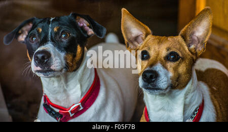 Jack Russell Terrier chiens en attente sur un traitement Banque D'Images