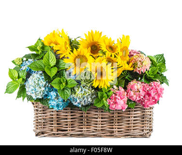 Tournesols et hortensia fleurs. Fleurs d'été dans panier isolé sur fond blanc Banque D'Images