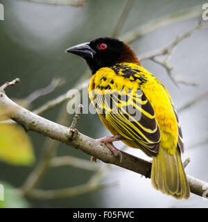 Village Weaver (Ploceus cucullatus) d'oiseaux Banque D'Images