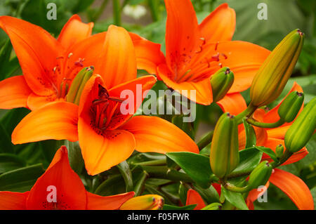 Lys orange vif des fleurs dans le jardin Banque D'Images