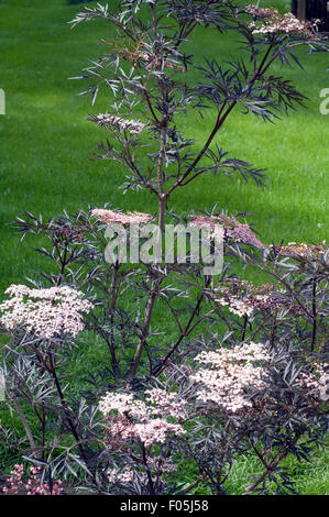 Holunder ; Sambucus nigra ; dentelle noire ; Banque D'Images