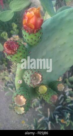 fruit de cactus Banque D'Images