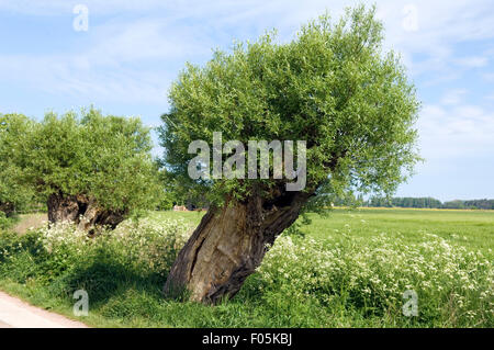 Kopfweiden, Banque D'Images