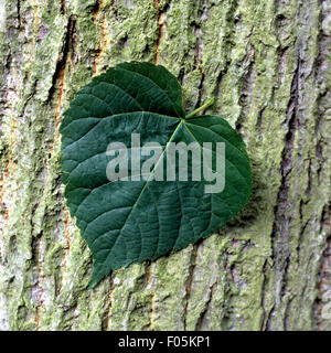 Sommerlinde, Lindenblatt, Tilia platyphyllos,, Banque D'Images