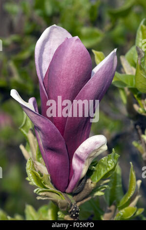 Yulan-Magnolien ; Blueten, Banque D'Images