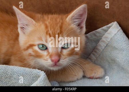 Close up d'une orange et blanc chaton aux yeux verts portant sur une serviette sale dans une boîte et à l'adoption. Banque D'Images