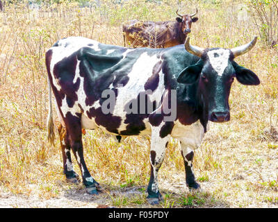 Deux vaches laitières au milieu d'un champ de pâturage Banque D'Images