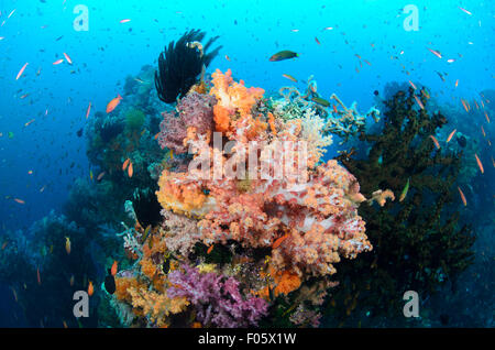 Anthias et girelles nager autour d'un couvert de corail mou bommie, Dendronephthya sp., , quatre rois, zone de Misool, Raja Ampat, Indonésie Banque D'Images