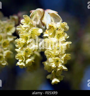 Scheinhasel ; Corylopsis sinensis ; Banque D'Images