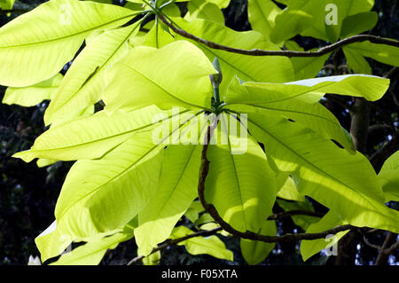 Schirmmagnolie tripetala Magnolia,,, Banque D'Images
