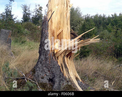 Windbruch Fichtenwald Windwurf,,, Banque D'Images