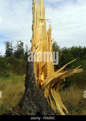 Windbruch Fichtenwald Windwurf,,, Banque D'Images