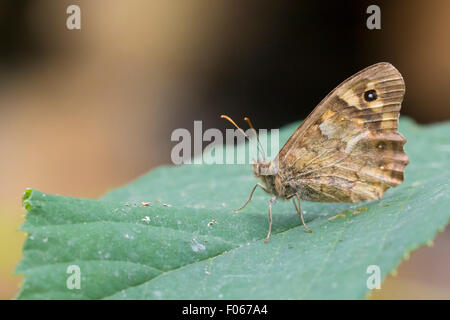 Libre d'une prairie Maniola jurtina (brun) butterfly resting on a leaf Banque D'Images