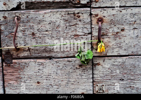 Knocker et flétri Rose jaune fleur sur porte en bois. Banque D'Images