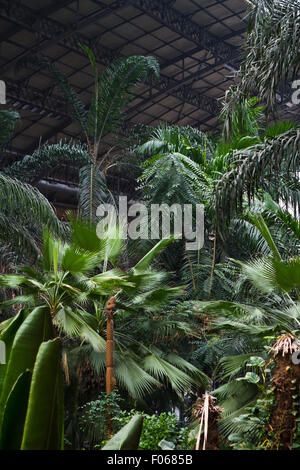 Jardin tropical intérieur de la gare d'Atocha de Madrid Banque D'Images