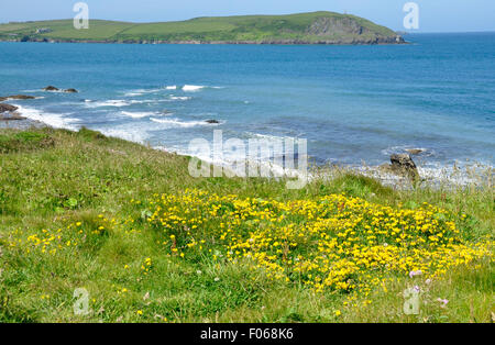 Cornouailles du nord - côte - vue sur falaise fleurs sauvages à l'échelle de l'estuaire de Camel Point pas-à-pas - soleil ciel bleu Banque D'Images