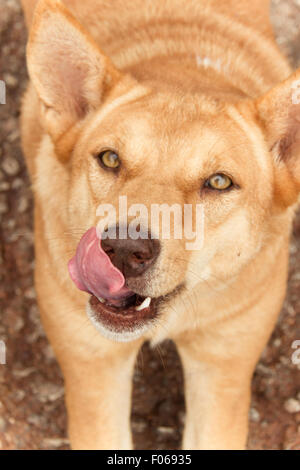 Dog licking langue close up Banque D'Images