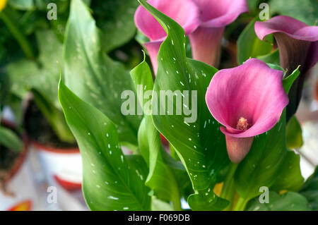 Bouquets de Calla Liles en vente sur stand. Banque D'Images