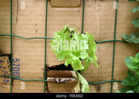 Les jeunes plants de laitue dans un jardin vertical contenant. Banque D'Images