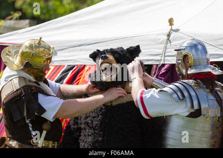 Wallsend, Tyne and Wear, Royaume-Uni. 8 Août, 2015. Festival d'Hadrien au Fort romain Segedunum : deux gladiateurs Romains aident leur collègue avec son costume d'ours. Le Festival d'Hadrien fait partie du programme d'activités à l'appui de l'Empire romain du British Museum : Power & Personnes exposition qui est sur l'affichage public 30 mai - 13 septembre 2015 Credit : Andrew Nicholson/Alamy Live News Banque D'Images