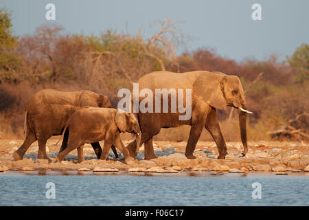 Les éléphants d'Afrique (Loxodonta africana) recouvert de poussière, Etosha National Park, Namibie Banque D'Images