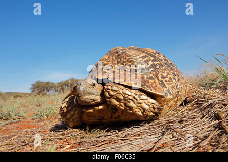 Leopard ou la montagne (Stigmochelys pardalis tortue), Afrique du Sud Banque D'Images