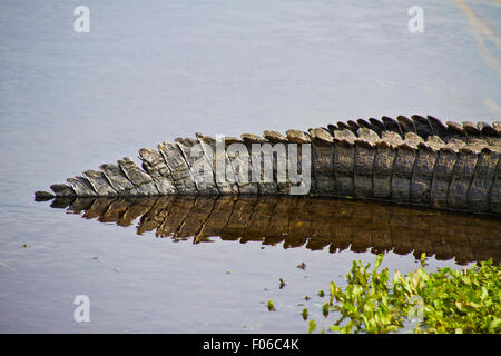 Queue d'Alligator assis le long de la rive d'un marais de Floride à Paynes Prairie Banque D'Images