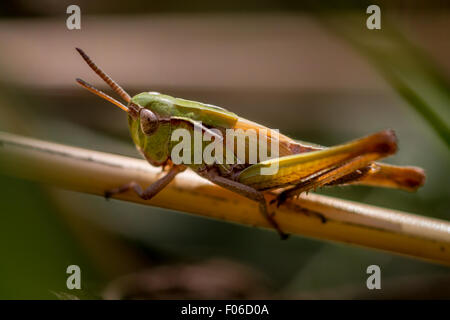 Meadow grasshopper Banque D'Images