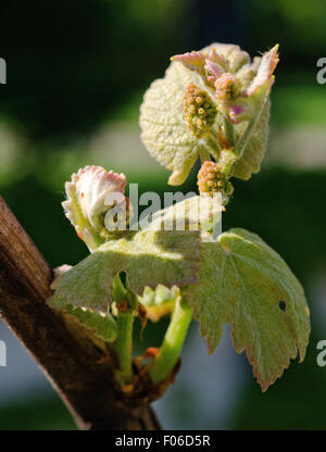 Le Monferrato, Piémont, Italie : bud et de feuilles de raisin. Banque D'Images