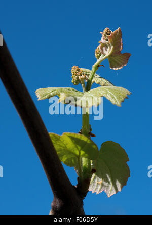 Le Monferrato, Piémont, Italie : bud et de feuilles de raisin. Banque D'Images