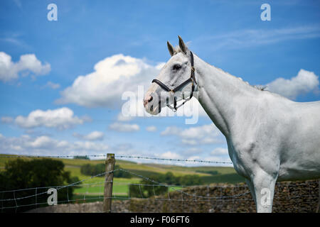 Un cheval blanc portant une bride dans un champ dans Cracovie dans le parc national des Yorkshire Dales, au soleil jour Banque D'Images