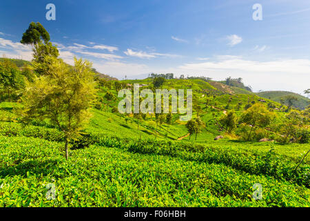 Récolte de thé vert vif dans paysage Haputale, l'un des plus visités au Sri Lanka. Prise de vue au grand angle dans un jour lumineux de su Banque D'Images