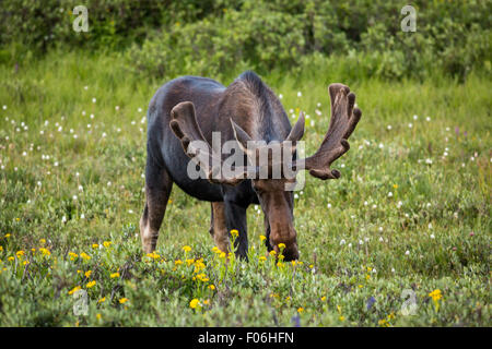 Un orignal mâle se nourrit dans une prairie de fleurs sauvages au col Cameron dans la forêt nationale Roosevelt près de Gould, au Colorado. Banque D'Images