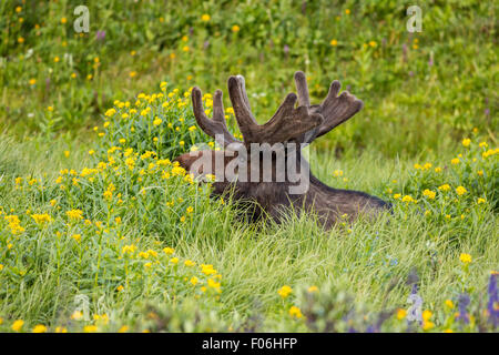 Un orignal mâle se nourrit dans une prairie de fleurs sauvages au col Cameron dans la forêt nationale Roosevelt près de Gould, au Colorado. Banque D'Images