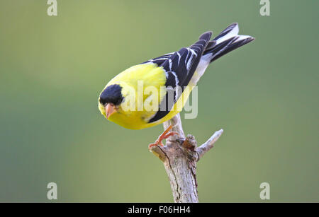 Un mâle jaune vif chardonneret jaune (Carduelis tristis) perché sur une branche en été. Banque D'Images