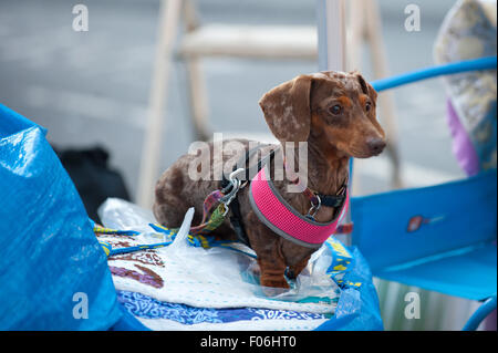 Brecon, Powys, au Royaume-Uni. 8e août 2015. Un dacshund chien attend par un stand au 31e Festival de jazz de Brecon, qui a lieu dans la beauté des Brecon Beacons et cette année est la plus internationale des line-up dans le cadre de l'événement 31 ans d'histoire. Headliners sont Ray Davies, Dr. John, et Robert Glasper. Les Brecon Fringe Festival se déroule également sur les mêmes dates dans divers endroits à travers la ville. Credit : Graham M. Lawrence/Alamy Live News. Banque D'Images