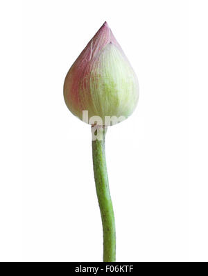Fleur de Lotus isolé sur fond blanc. Banque D'Images