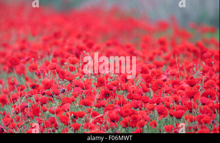 Champ de coquelicots (Papaver, sp), près de Trujillo, Estrémadure, Espagne. Banque D'Images