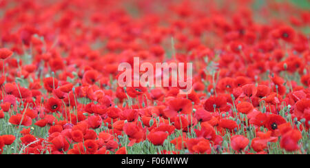 Champ de coquelicots (Papaver, sp), près de Trujillo, Estrémadure, Espagne. Banque D'Images