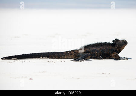 Seul iguane marin debout sur plage de sable blanc de Playa de los Alemanes près de Puerto Ayora îles Galápagos en 2015. Banque D'Images