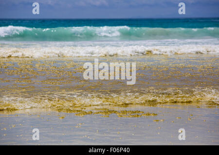 Close up de couleur or jaune sur le dessus de la mousse des vagues sur la plage de Puerto Ayora, Galapagos, Équateur 2015. Banque D'Images