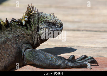 Iguane marin seul debout sur le pont de bois dans le port de Puerto Villamil, l'île Isabela. Galapagos, Equateur 2015. Banque D'Images