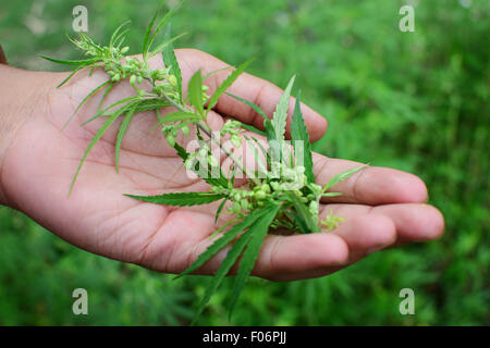 Feuille de Cannabis Marijuana en main des feuilles des plantes et graines voir à Manali dans l'Himachal Pradesh de l'Inde Banque D'Images